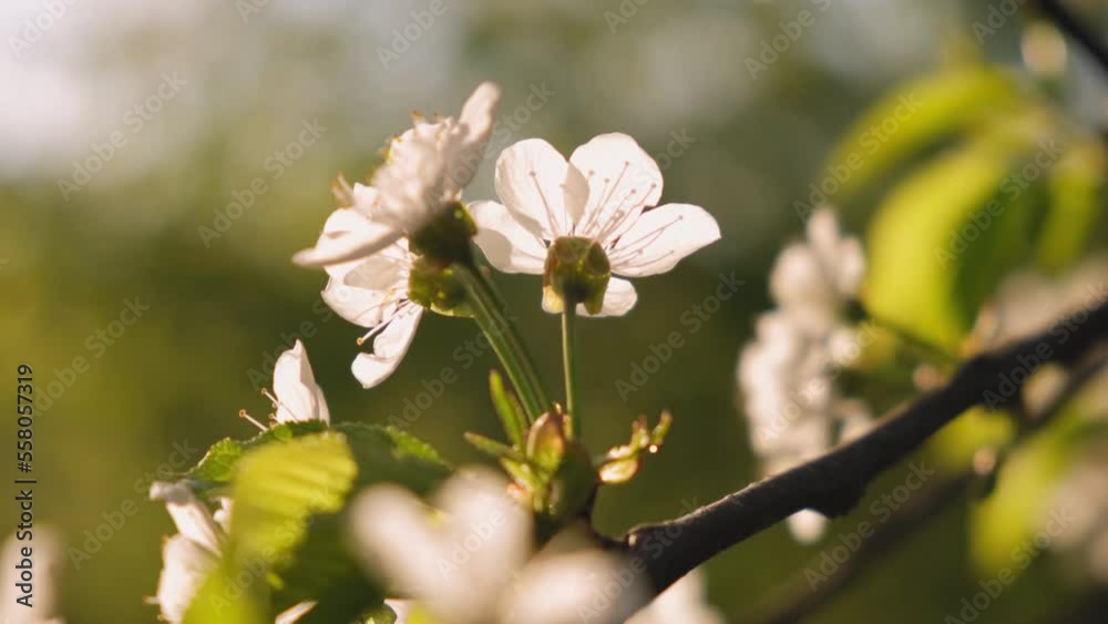 Cherry leaves in the wind. Slow panning across a beautiful white blooming cherry tree. Cherry blossoms in spring concept. Japanese sakura close-up steadicam shot. White bloom of a cherry tree. Cherry leaves in the wind. Slow panning across a beautiful white blooming cherry tree. Cherry blossoms in spring concept. Japanese sakura close-up steadicam shot. White bloom of a cherry tree.