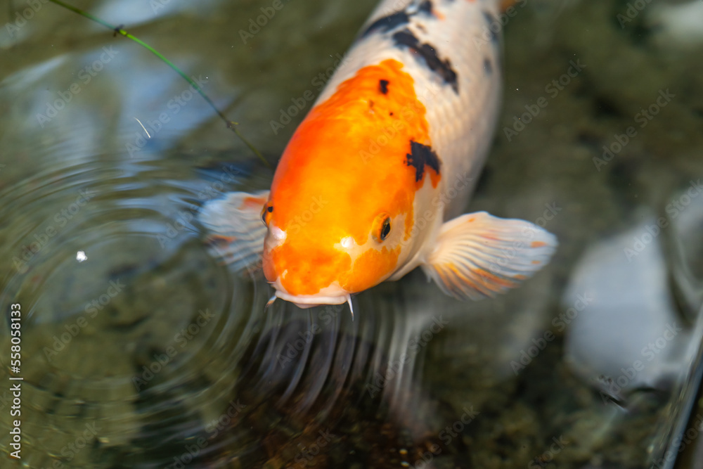 Koi fish swimming in the pond. A symbol of good luck in Japan. Koi fish swimming in the pond. A symbol of good luck in Japan.