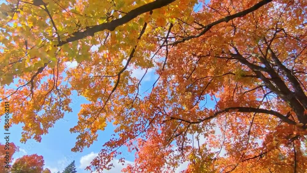 Colourful autumn leaves swaying in the wind Colourful autumn leaves swaying in the wind
