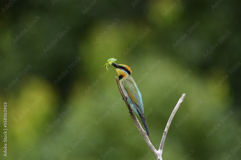 Obraz premium Australian adult female Rainbow Bee-eater -Merops ornatus- perched freshly caught Praying Mantid blurry bokeh background 