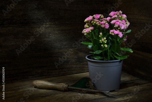 Potted vibrant pin Kalanchoe -Blossfeldiana- plant gardening tool rustic wooden box dark mood lighting copy space
