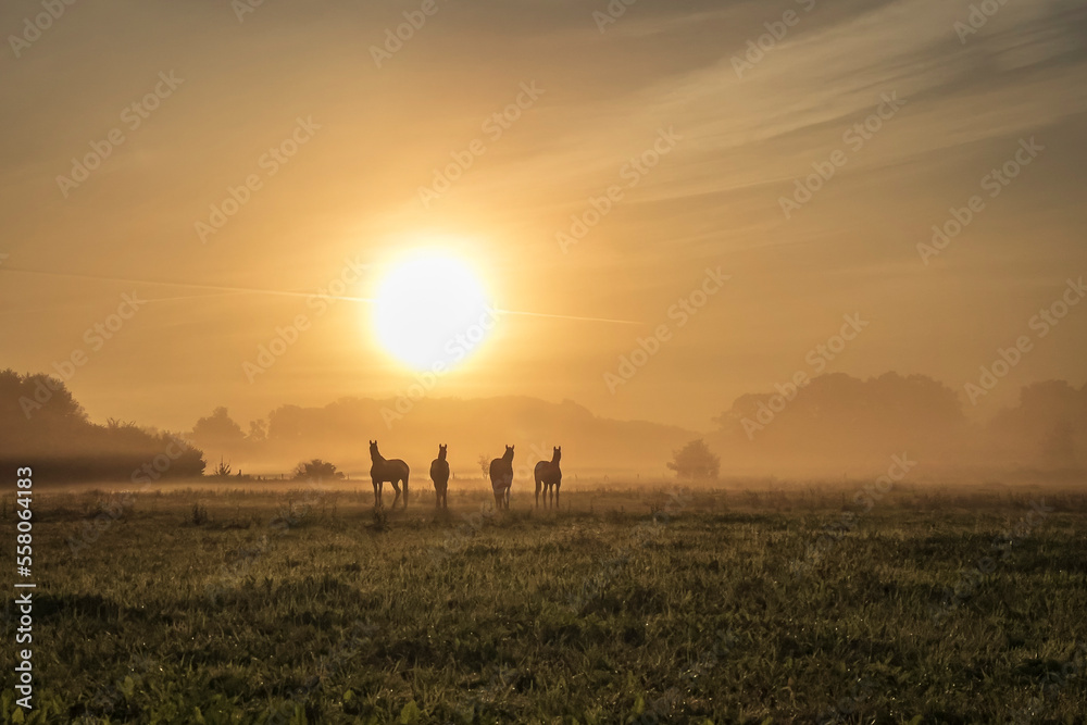 Fototapeta premium Morgenstimmung