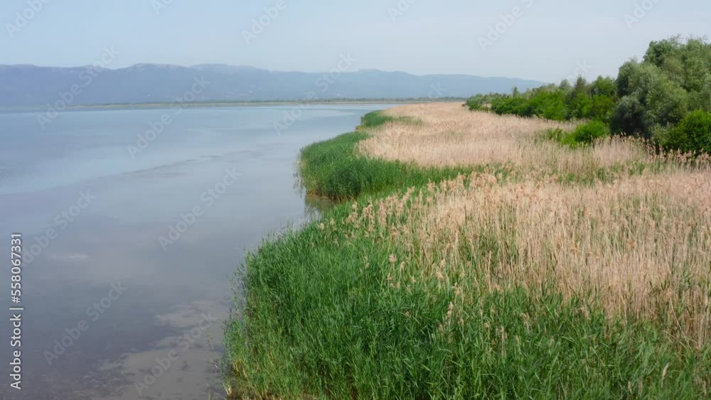 Beautiful drone shot of Lake Prespa and the high grass on the shoreline during the day Beautiful drone shot of Lake Prespa and the high grass on the shoreline during the day