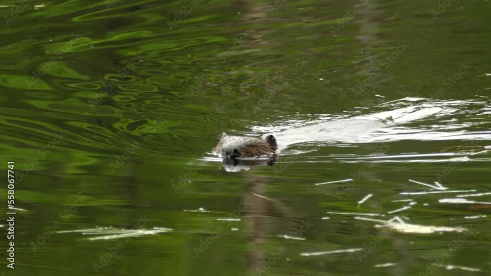 Adult Beaver Swimming keeping its nostrils and ears above , moving its tail like a rudder in water which has a green reflection of trees above Adult Beaver Swimming keeping its nostrils and ears above , moving its tail like a rudder in water which has a green reflection of trees above