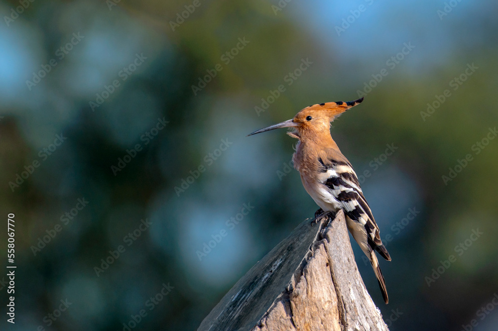 hoopoe on the tree in blur background , Hoopoes are colourful birds found across Africa, Asia, and Europe, notable for their distinctive hoopoe on the tree in blur background , Hoopoes are colourful birds found across Africa, Asia, and Europe, notable for their distinctive