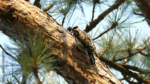 Close view of yellow-bellied sapsucker pecking on tree in sunlight photo