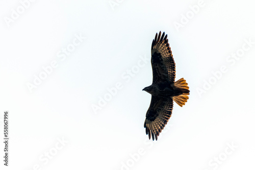 steppe eagle in flight with white background, bird of prey in glight with full span of wings, The steppe eagle is a large bird of prey. Like all eagles, it belongs to the family Accipitridae