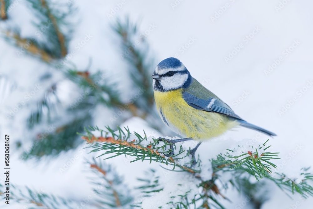 Obraz premium Winter scene with a cute blue tit. Titmouse sitting on the spruce twig. Cyanistes caeruleus