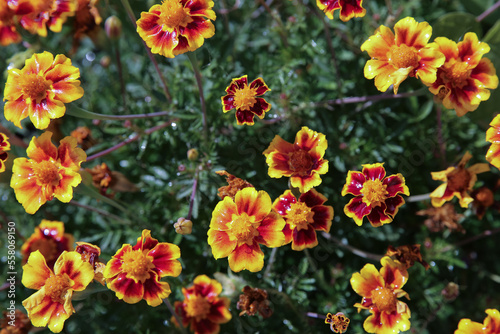 blurred floral background, wet marigold flowers ( Tagetes erecta) in the meadow after the rain