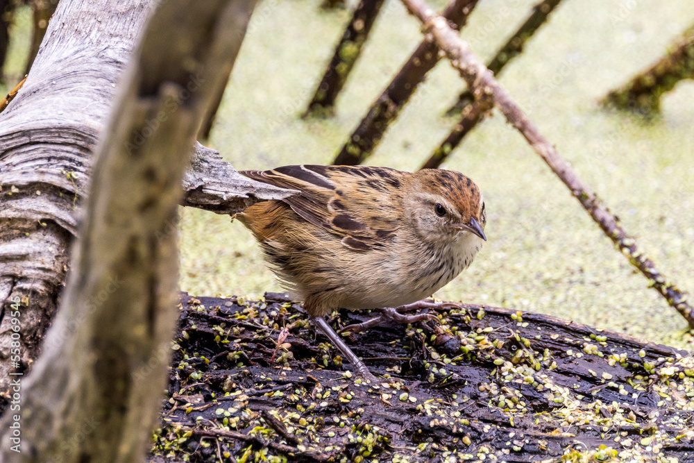 Naklejka premium Little Grassbird in Victoria, Australia