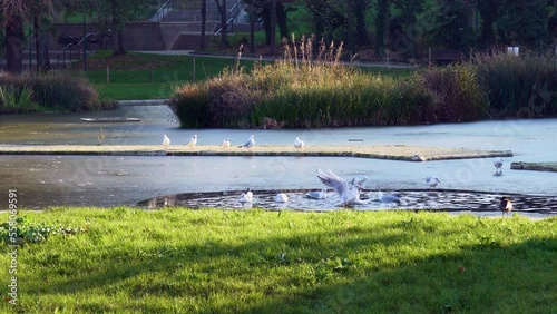 Seagulls bathing in the frozen pond of Georges Brassens Public Park in Winter - Paris, France