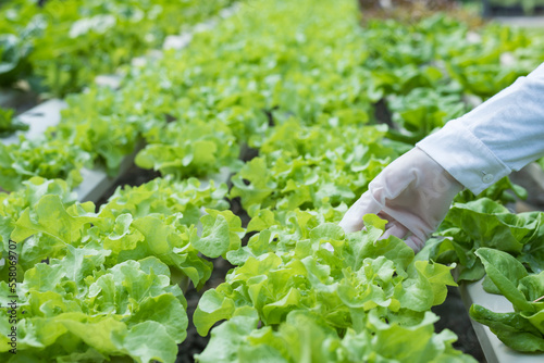 Young Asian girl farmer holding hands for checking fresh green oak lettuce salad, organic hydroponic vegetable in nursery farm. Business and organic hydroponic vegetable concept.
