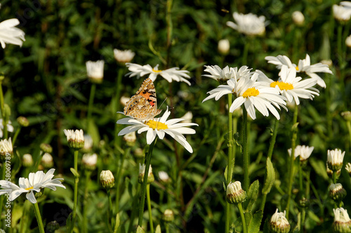 Blumenwiese mit Schmetterling