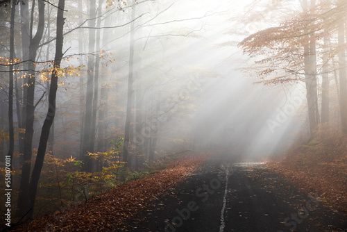 Autumn foggy forest with asphalt road at sunrise. Colorful landscape with trees and colorful leaves.