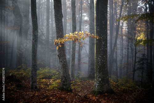 Forest on a foggy autumn da...
