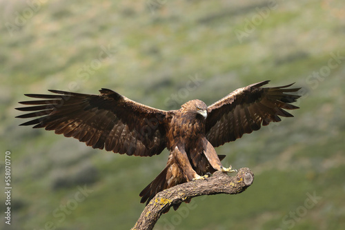 Golden eagle, best raptor