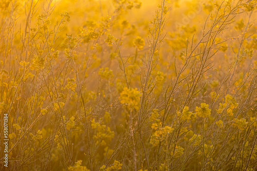 mustard fields landscape photos, crops of Pakistan ,mustard flowers in morning sunlight 
