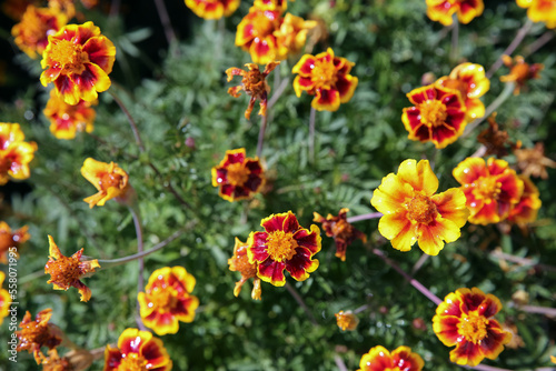 blurred floral background, wet marigold flowers ( Tagetes erecta) in the meadow after the rain © IvSky