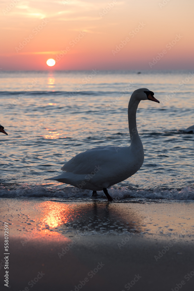 Fototapeta premium Sunset on the beach with swans swimming