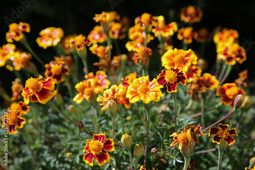 blurred floral background, wet marigold flowers ( Tagetes erecta) in the meadow after the rain © IvSky