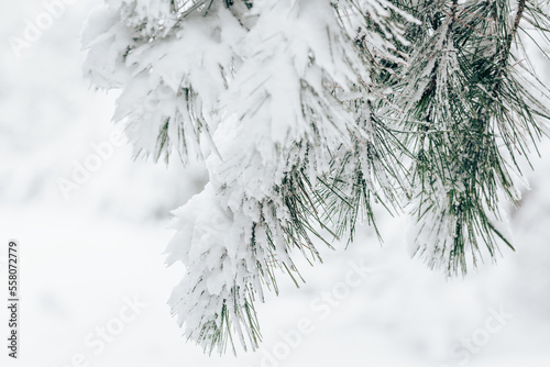 Pine tree branch closeup covered in fresh white snow