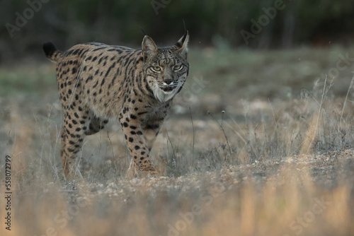 Lynx pardinus in spain