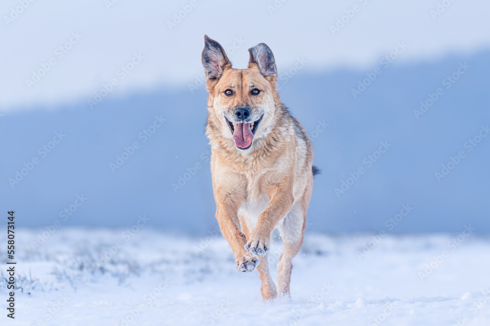 Yellow colored dog enjoying the first snow of the season. Running, jumping, looking. Very rewarding, happy face, feeling the freedom and sharing the joy with the owner. Playing with snow.