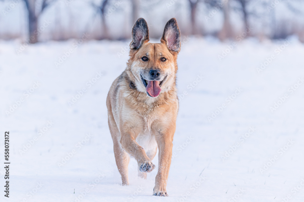Naklejka premium Yellow colored dog enjoying the first snow of the season. Running, jumping, looking. Very rewarding, happy face, feeling the freedom and sharing the joy with the owner. Playing with snow.
