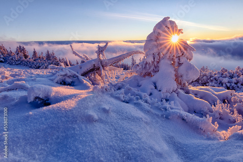 A serene scene during winter sunset with the sun peaking through snow covered tree. Peaceful, warm and relaxing scene on freezing winter day. Remote location with no people, just pure nature.