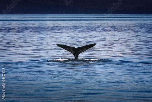 Whale fin in the cold alaskan waters