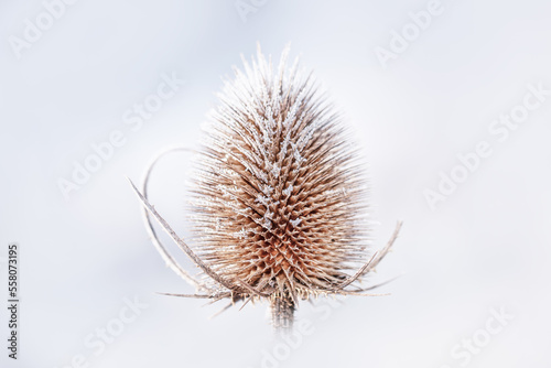 Frost and snow covered Dipsacus on white background, on winter snow covered day. Teasels are easily identified with their prickly stem and leaves. 