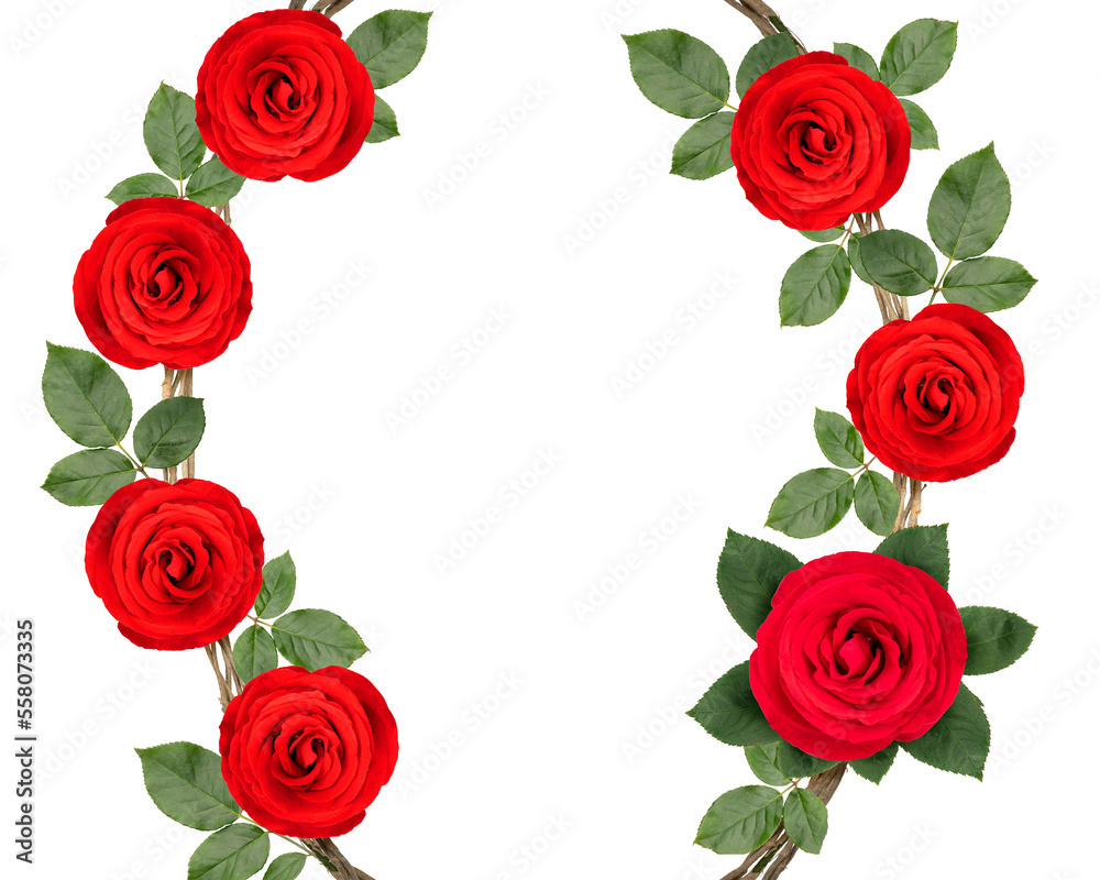 Collection of Red Rose vine with leaf on white background, Rose vine on white With work path PNG File. Collection of Red Rose vine with leaf on white background, Rose vine on white With work path PNG File.