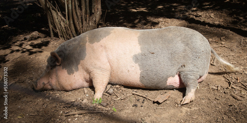 Porc ou truie couchée sur le sol et dormant photo