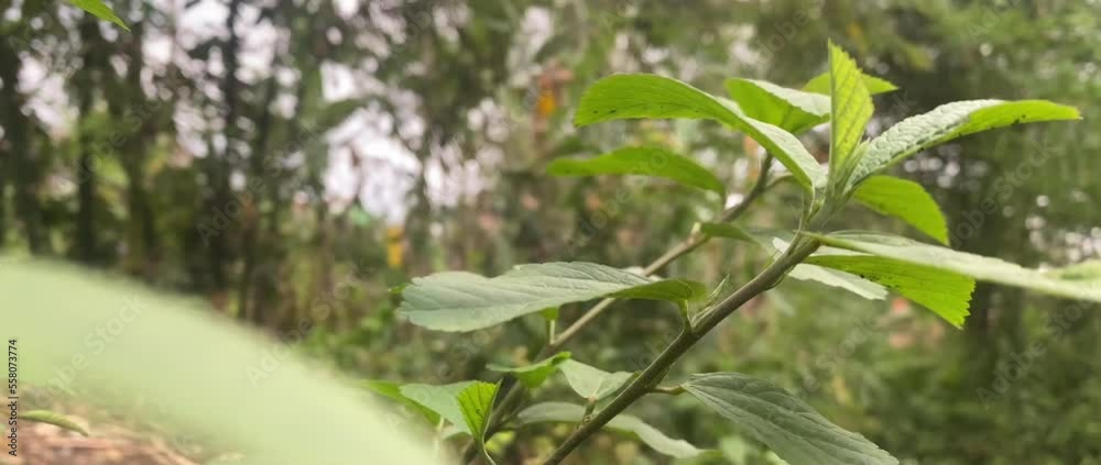 herbaceous plants growing wild in the yard herbaceous plants growing wild in the yard