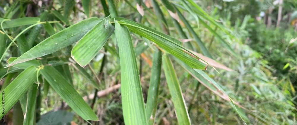 bamboo tree leaves blown by the gentle breeze bamboo tree leaves blown by the gentle breeze
