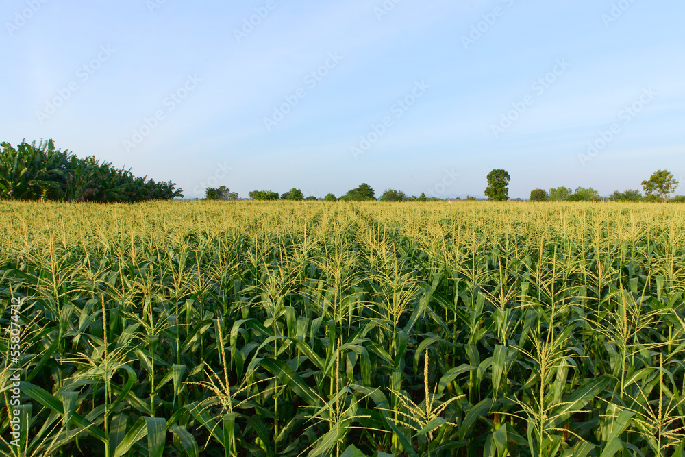 Field of corn on a farm on a summer