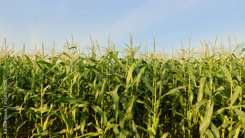 Field of corn on a farm on a summer