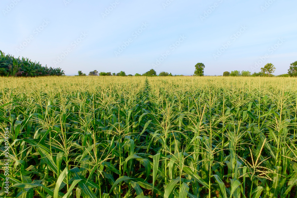 Field of corn on a farm on a summer