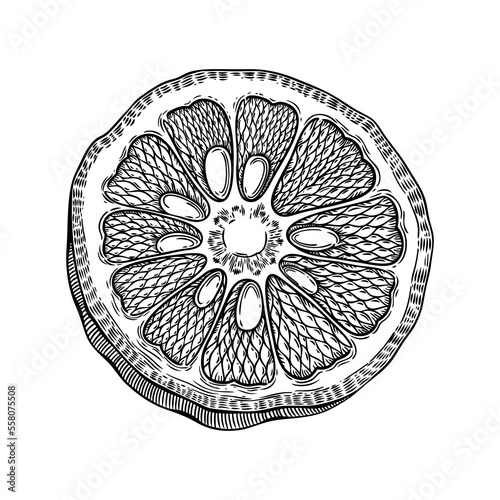 Hand drawn yuzu illustration. Japanese citrus fruit in engraving style. Sketched Asian citron cut half. Detailed botanical drawing. Exotic food plant sketch