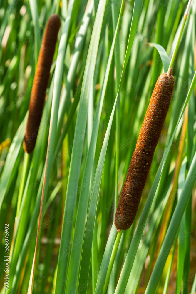 Typha latifolia broadleaf cattail bulrush common bulrush common