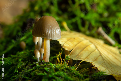 Amicable family of mushrooms with thin legs Clustered bonnet on a green background Mushroom-Mycena inclinata photo