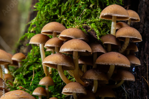 Mushrooms group Kuehneromyces mutabilis on a tree stump photo