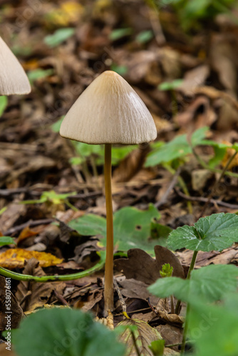 A vertical closeup of a small brown mushroom Conocybe siliginea
