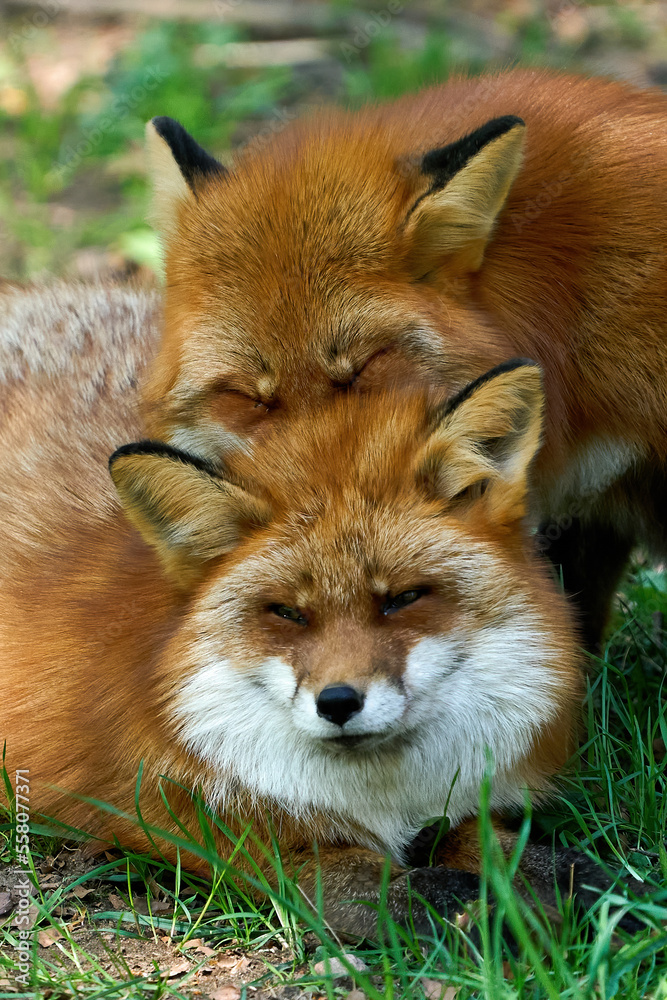 Red fox (Vulpes vulpes) Red fox (Vulpes vulpes)