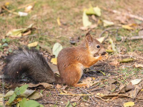 Autumn squirrel with nut sits on green grass with fallen yellow leaves © Dmitrii Potashkin