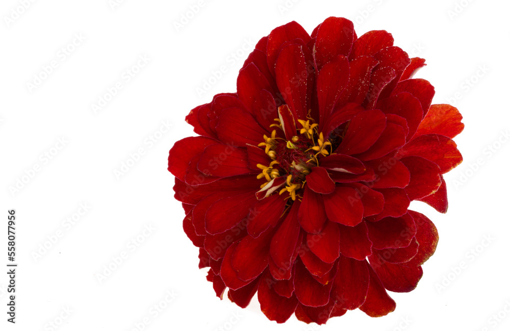 zinnia flower isolated