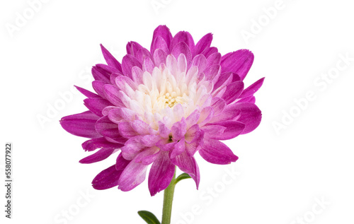 chrysanthemum flower isolated