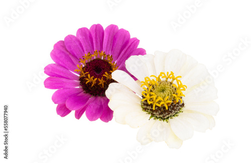 zinnia flower isolated