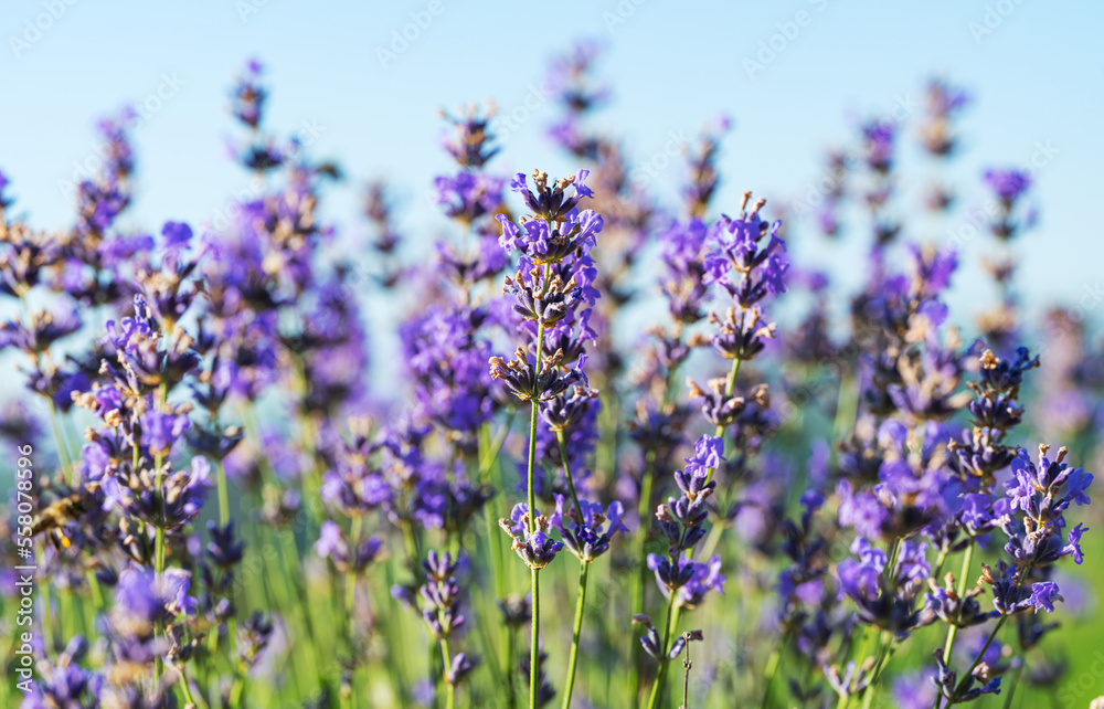 Obraz premium lavender flowers blooming