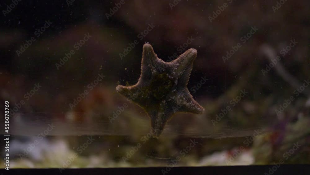Closeup shot tiny star fish attached aquarium glass tank, Slow motion Closeup shot tiny star fish attached aquarium glass tank, Slow motion